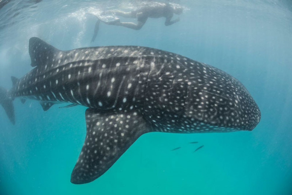 Whale Shark Swim Experience