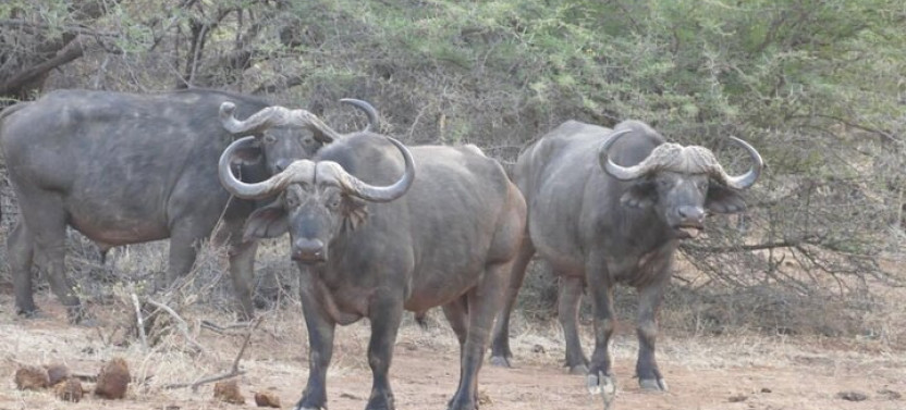 Walking Safari of Mosi-oa-Tunya National park from Livingstone Zambia