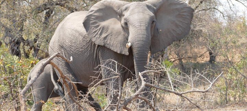 Walking Safari of Mosi-oa-Tunya National park from Livingstone Zambia