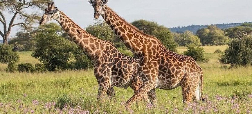 (3-Days) Explore Zambia Zimbabwe and Chobe Park in Botswana