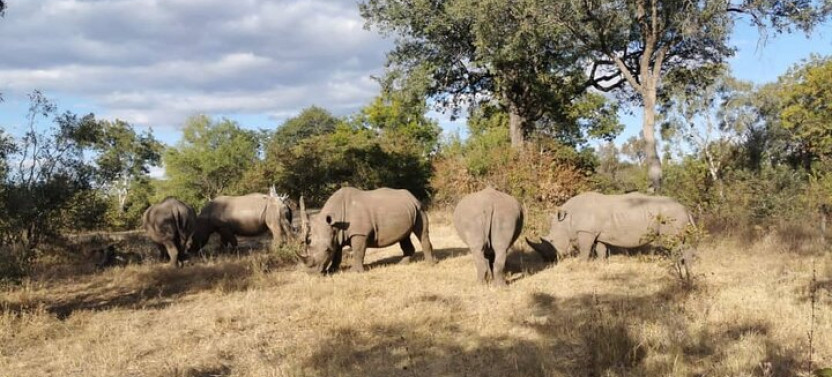 Game Drive and Ｗhite Rhino Walking Safari in Livingstone Zambia