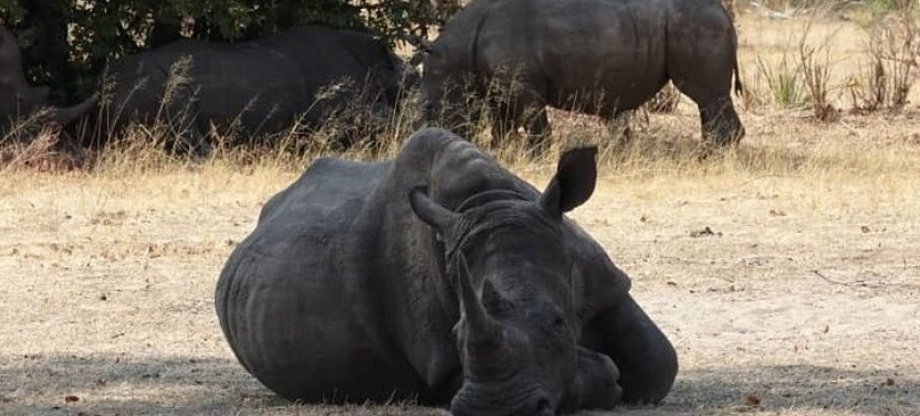 Game Drive and Ｗhite Rhino Walking Safari in Livingstone Zambia