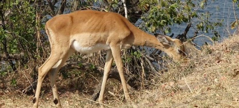 Game Drive and Ｗhite Rhino Walking Safari in Livingstone Zambia