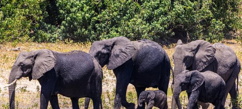 Game Drive and White Rhino Walking Safari in Livingstone Zambia