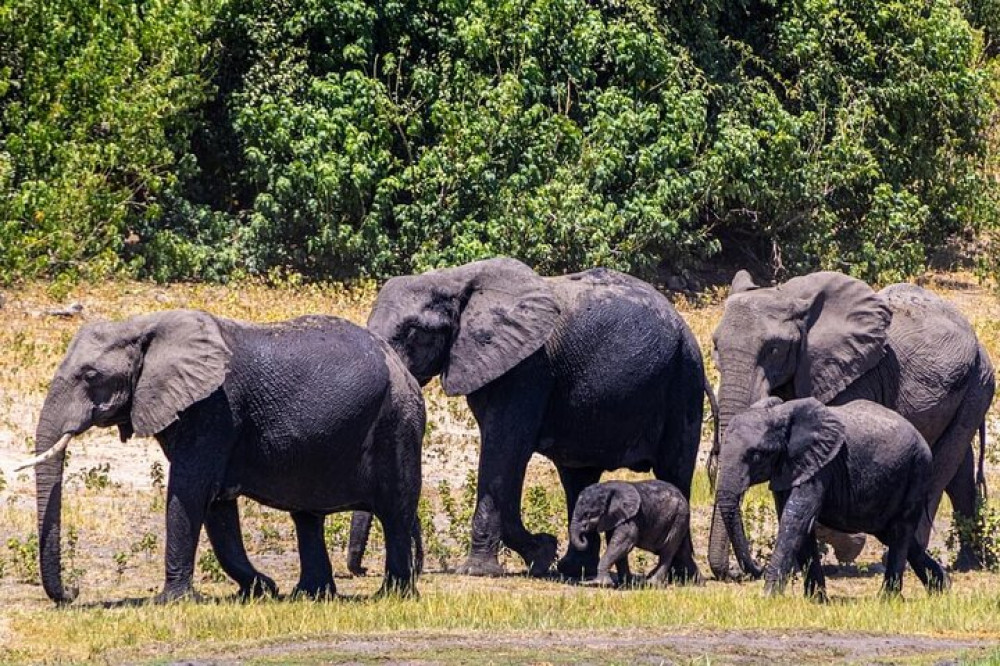 Game Drive and Ｗhite Rhino Walking Safari in Livingstone Zambia