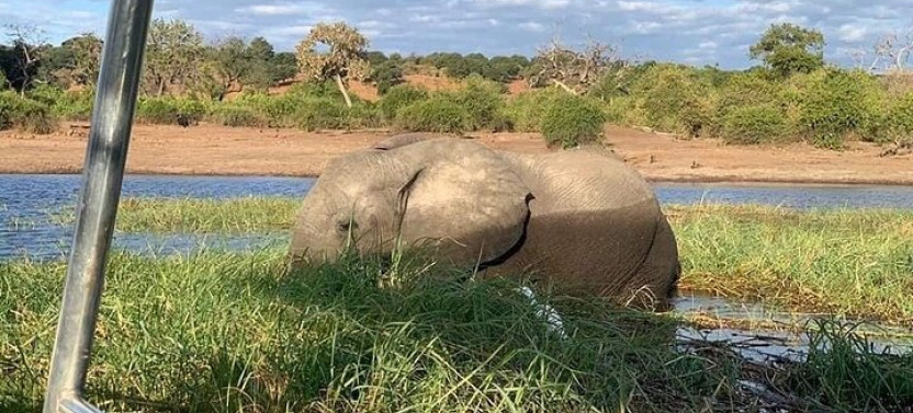 Full-Day Tour to Chobe National Park and Botswana