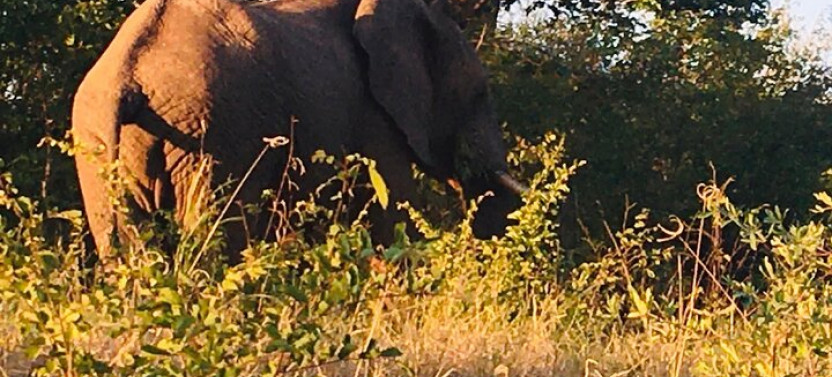 Full-Day Tour to Chobe National Park and Botswana