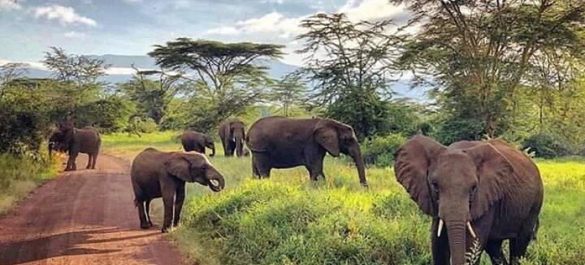 Combo Tour: White Rhinos Encounter and Guided Tour of The Falls