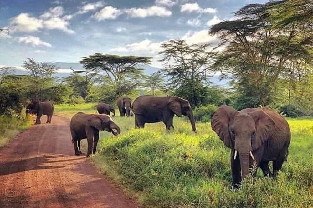 Combo Tour: White Rhinos Encounter and Guided Tour of The Falls