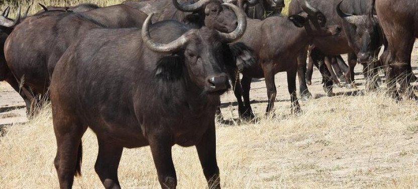 Combo Tour: White Rhinos Encounter and Guided Tour of The Falls