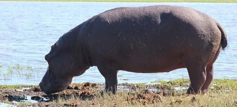 Combo Tour: White Rhinos Encounter and Guided Tour of The Falls
