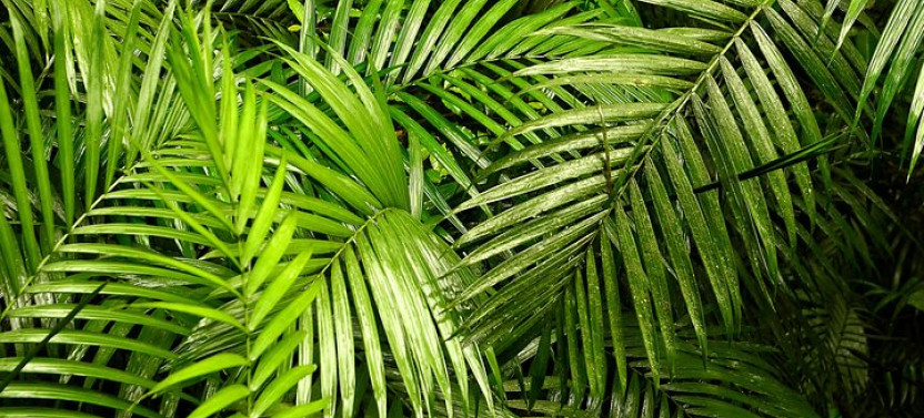 Rainforest Serenity: Exploring Cockscomb Basin & Jaguar Preserve