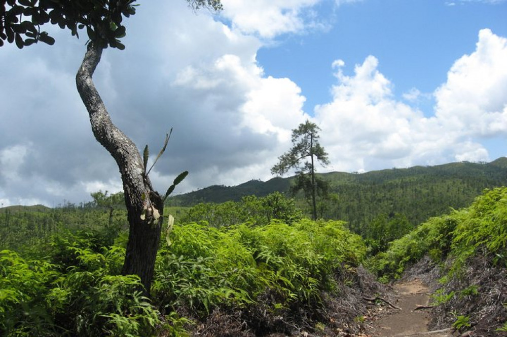 Rainforest Serenity: Exploring Cockscomb Basin & Jaguar Preserve