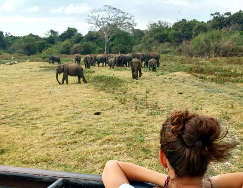 Safari Experience In Wilpattu National Park From Colombo