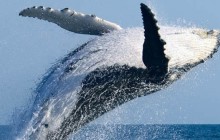 Pacific Whale Foundation43