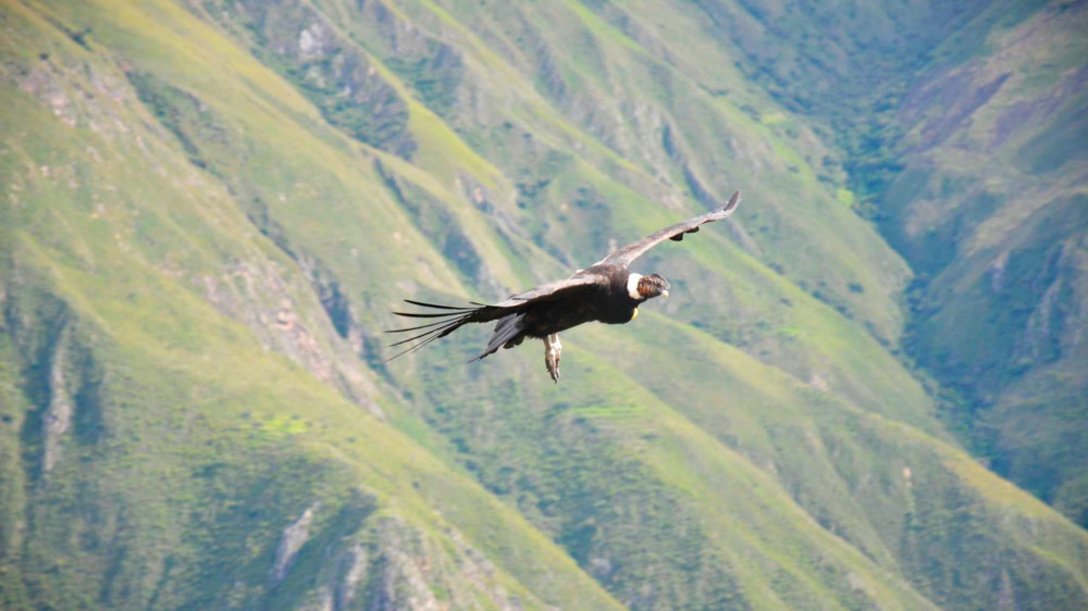 Full-Day Hiking Tour - Flight of Condor Chonta