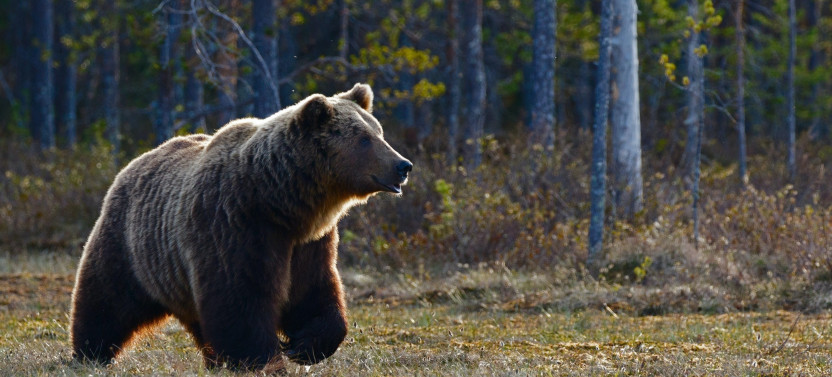Banff Highlights & Wildlife