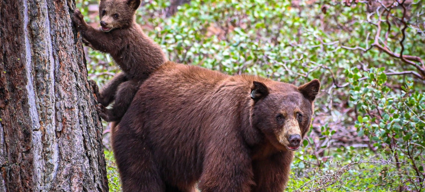 Banff Highlights & Wildlife