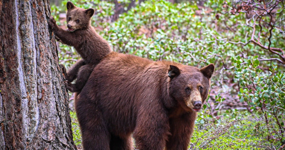 Banff Highlights & Wildlife