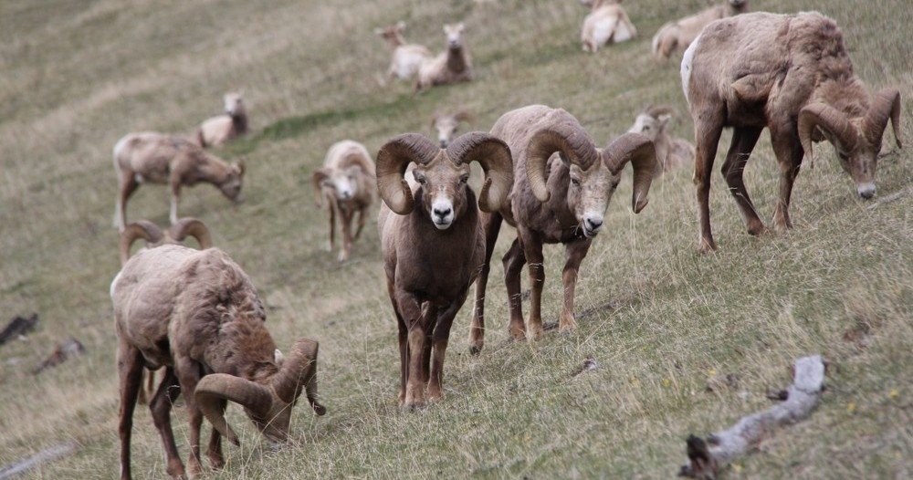 Banff Highlights & Wildlife - Banff | Project Expedition