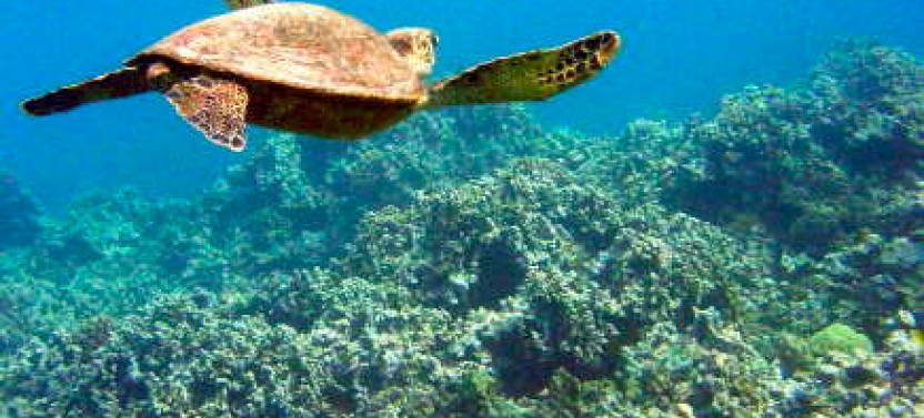 Beach / Shoreline Snorkel