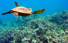 South Pacific Kayaks Maui1