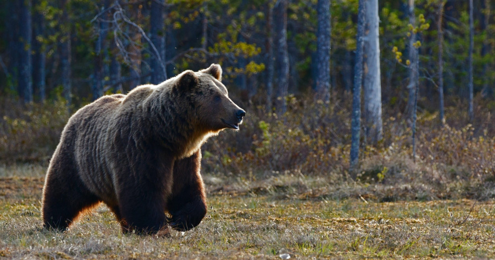 Private Banff Highlights & Wildlife