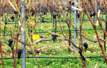 Taste Hungary6