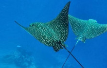 South Pacific Kayaks Maui1