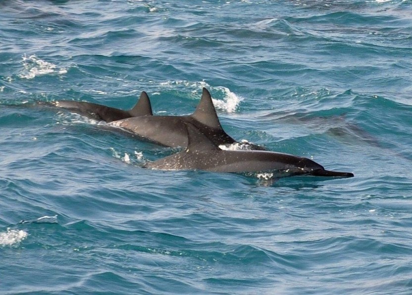 Deluxe Snorkel & Dolphin Watch Adventure