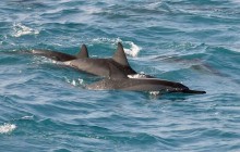 Deluxe Snorkel & Dolphin Watch Adventure