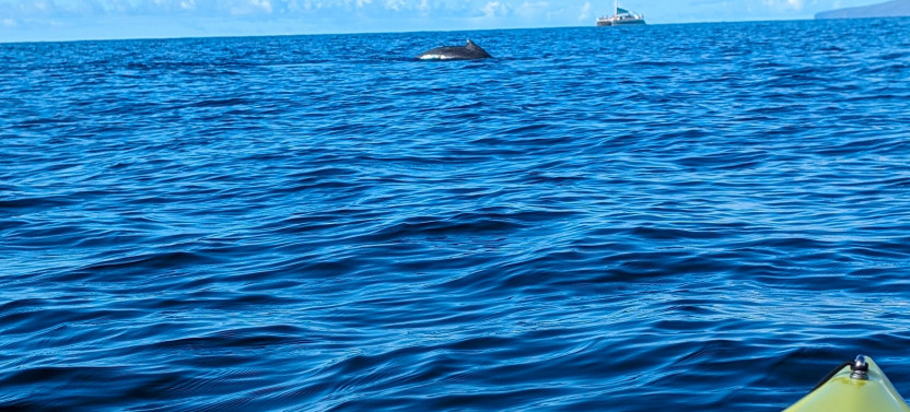 Humpback Whale Watch Pedal Kayak Tour