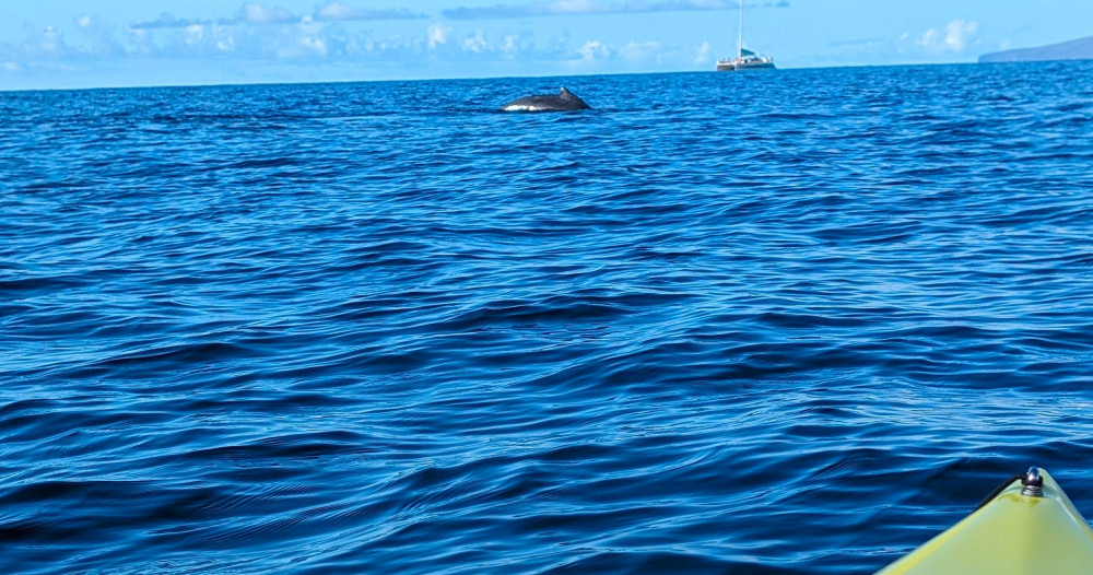 Humpback Whale Watch Pedal Kayak Tour