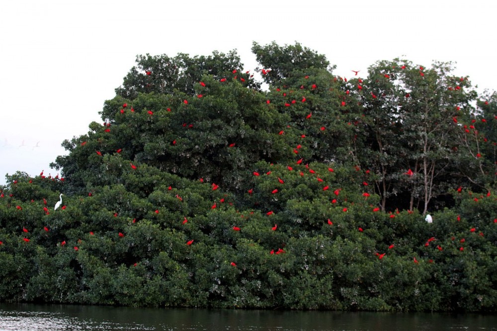 Caroni Bird Sanctuary