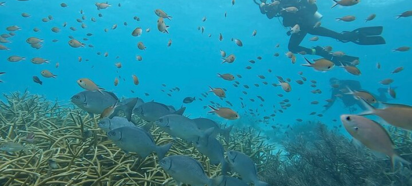 Discover Scuba Diving Experience