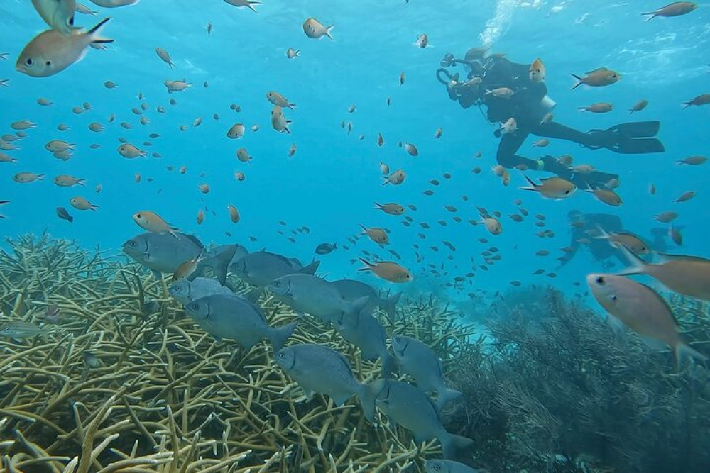 Amazing Bonaire