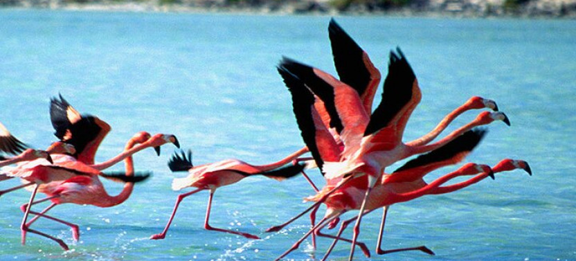 Private Combo: Diving and/or Snorkeling + South-side Island Tour