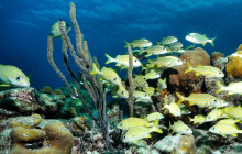 Amazing Bonaire9