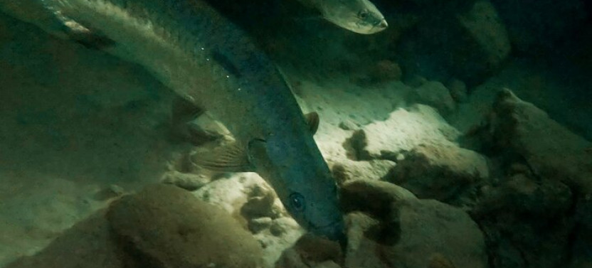 Night Snorkeling with Tarpons