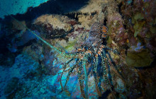 Amazing Bonaire7