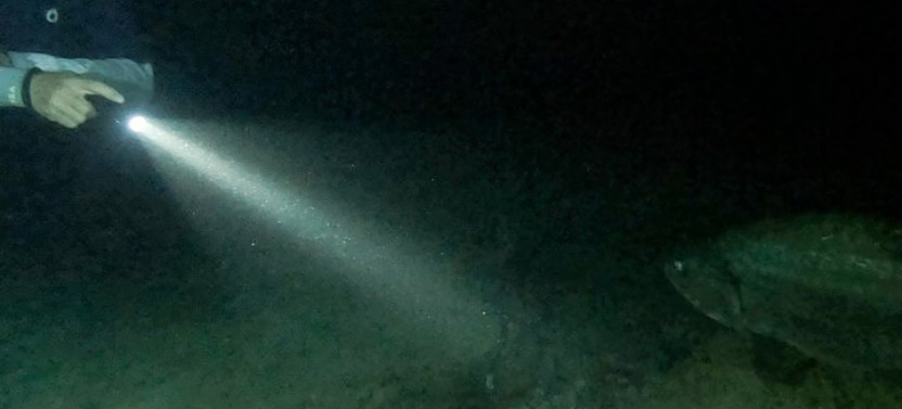 Night Snorkeling with Tarpons
