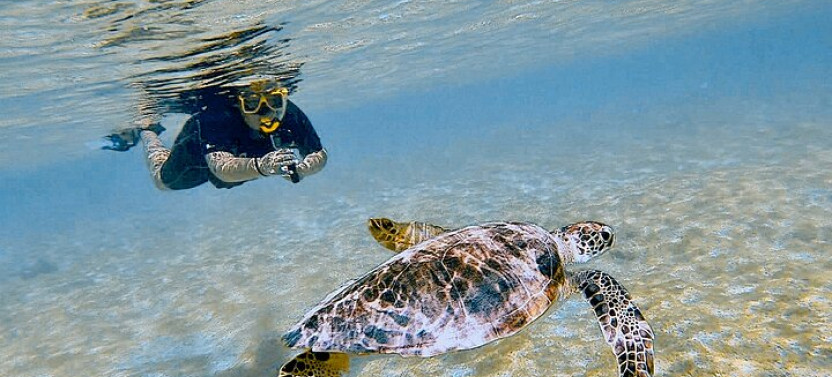 Snorkeling with Turtles & Sightseeing with Flamingo's