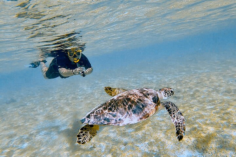 Snorkeling with Turtles & Sightseeing with Flamingo's