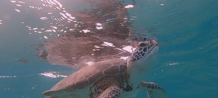 Snorkeling with Turtles & Sightseeing with Flamingo's