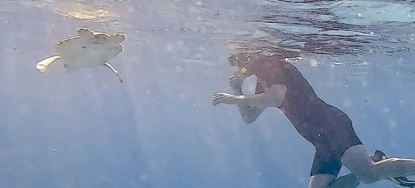 Snorkeling with Turtles & Sightseeing with Flamingo's
