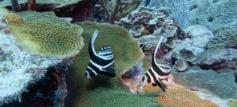 Private 2 Stop Snorkel Excursion on Bonaire
