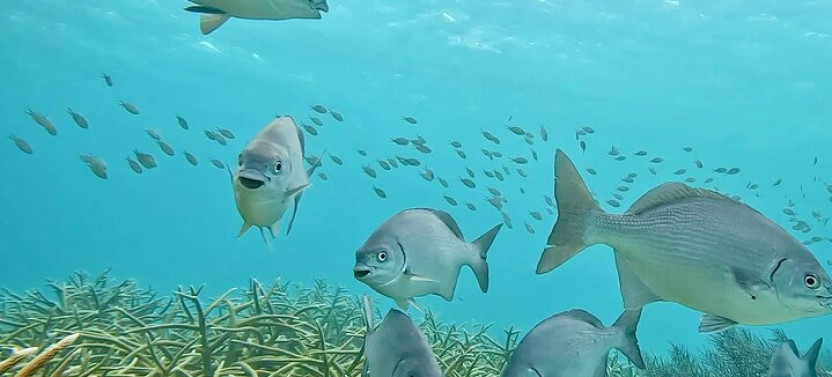 Private 2 Stop Snorkel Excursion on Bonaire