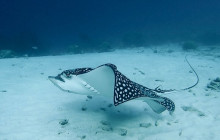 Amazing Bonaire7