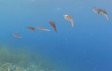 Amazing Bonaire10