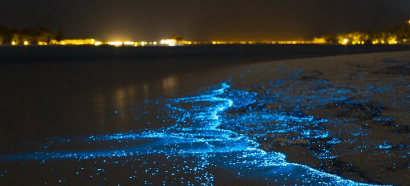Magical Bioluminescent Night Dive